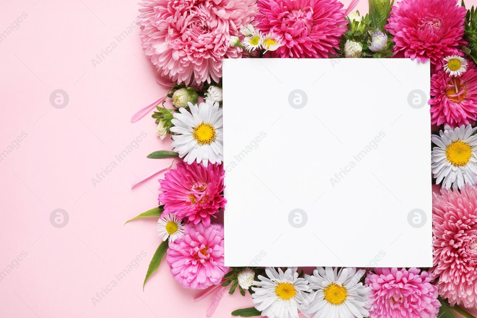 Photo of Flat lay composition with beautiful aster flowers and blank card on pink background. Space for text