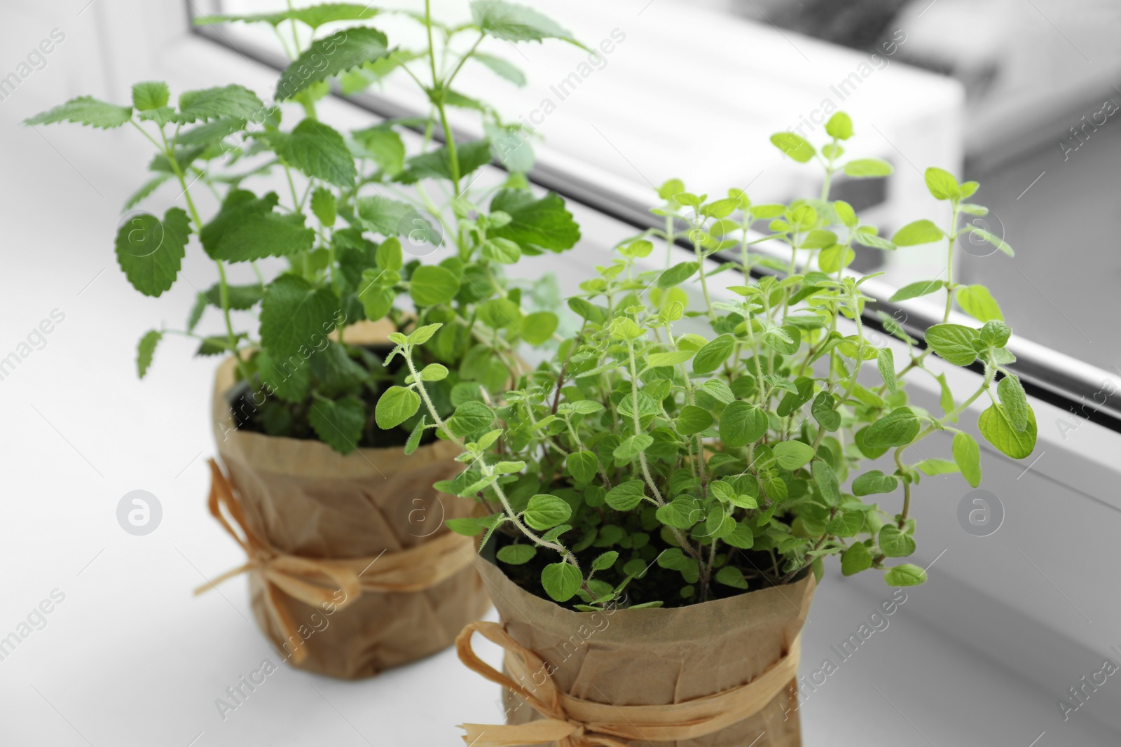 Photo of Different fresh potted herbs on windowsill indoors, closeup