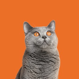 Image of Adorable grey British Shorthair cat on orange background
