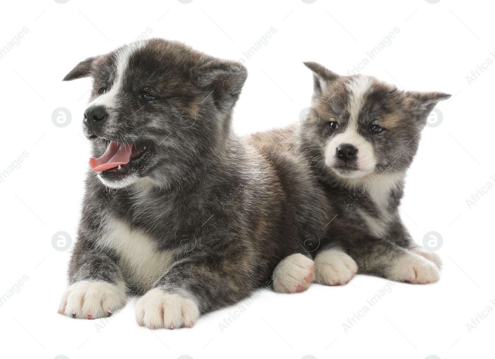 Photo of Cute Akita inu puppies on white background. Friendly dogs