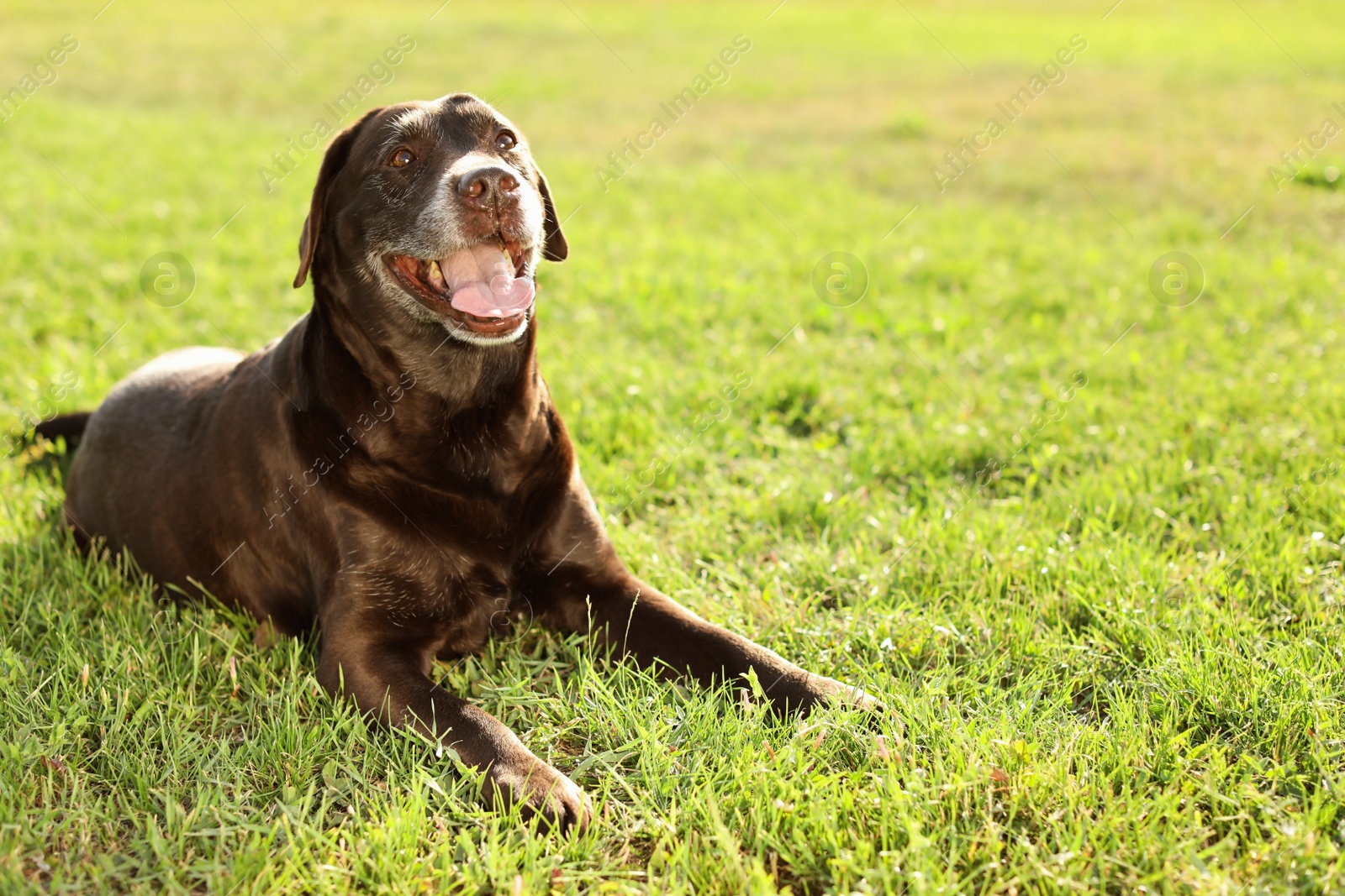 Photo of Cute brown labrador retriever outdoors on sunny day