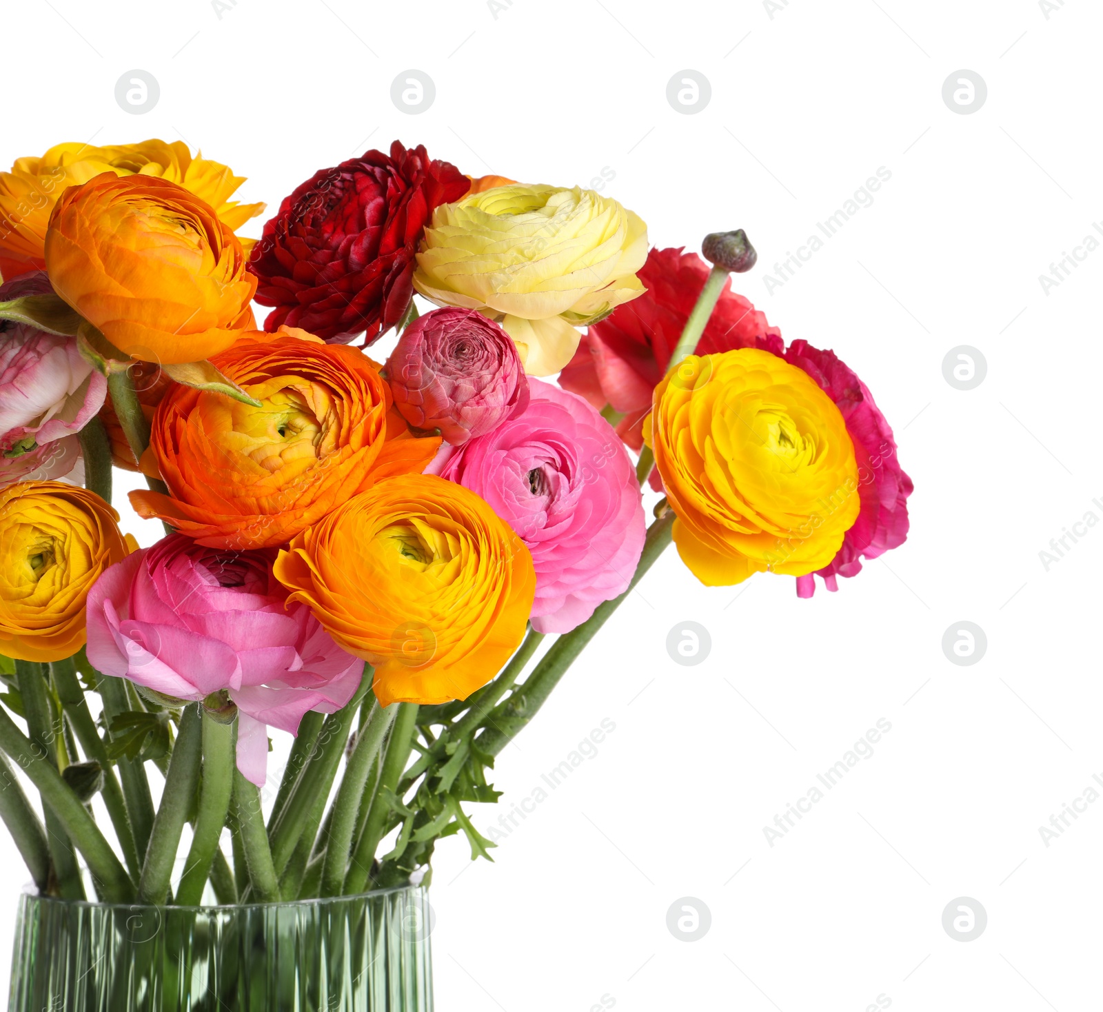 Photo of Beautiful fresh ranunculus flowers in vase on white background