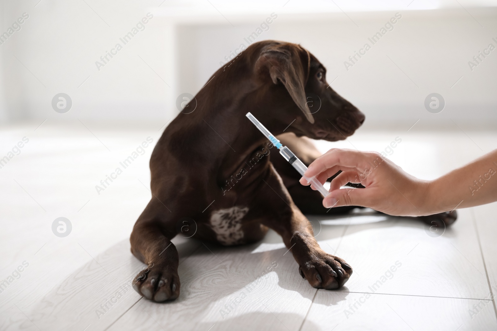 Photo of Woman with syringe near dog indoors, closeup. Pet vaccination