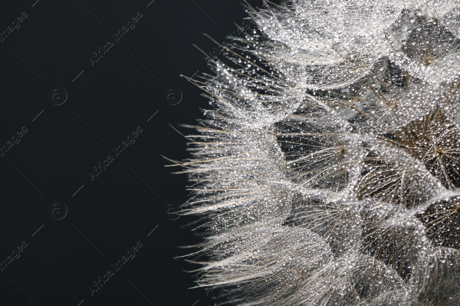 Photo of Beautiful fluffy dandelion flower with water drops on green background, closeup. Space for text