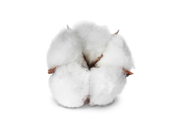 Photo of Beautiful fluffy cotton flower on white background