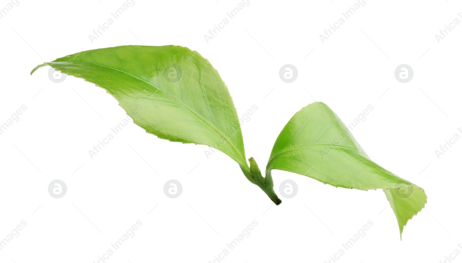 Photo of Green leaves of tea plant on white background