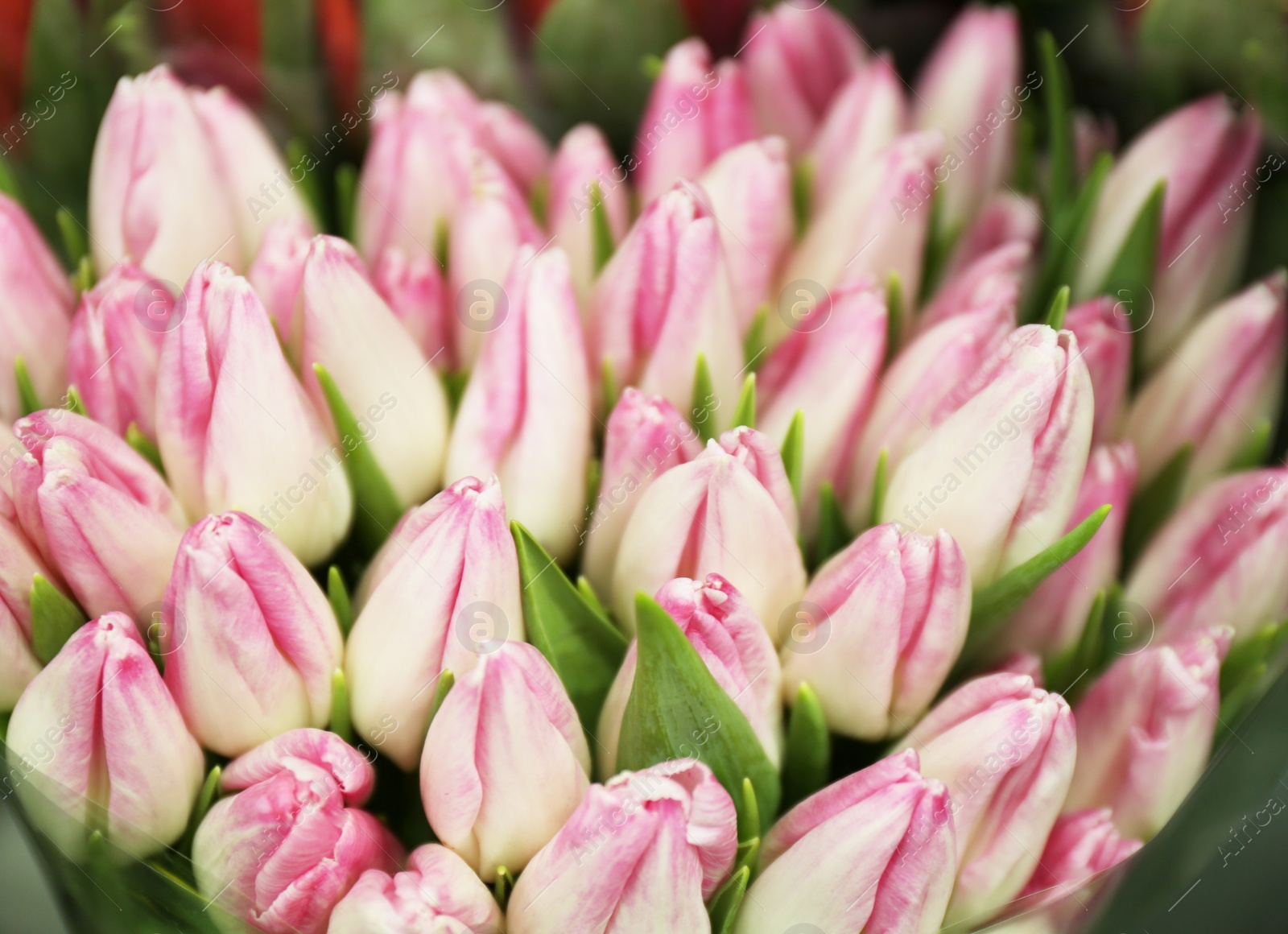 Photo of Fresh bouquet of beautiful tulip flowers, closeup