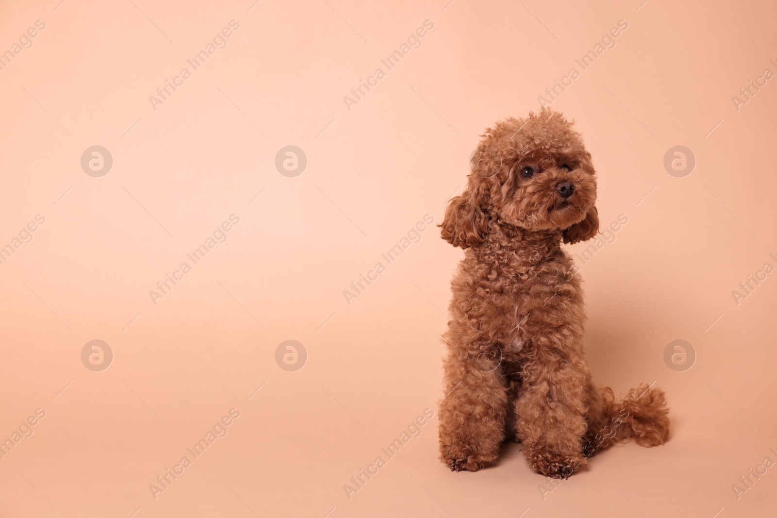 Photo of Cute Maltipoo dog on beige background, space for text. Lovely pet