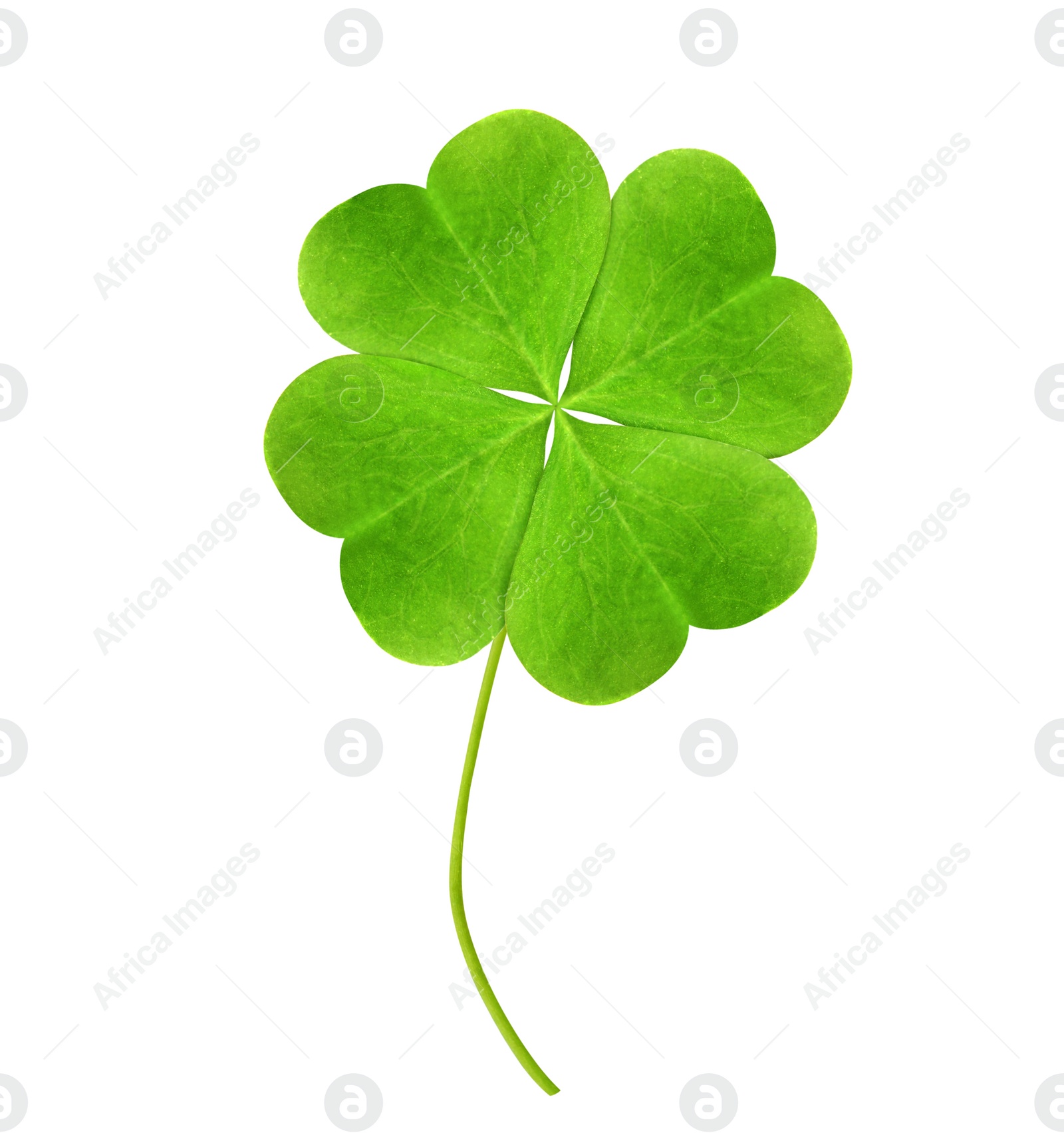 Image of Fresh green four-leaf clover on white background