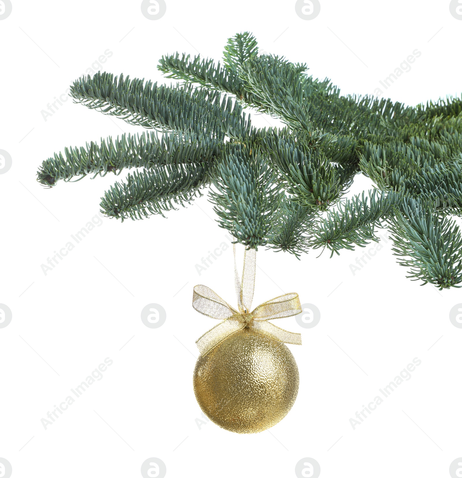 Photo of Beautiful Christmas ball hanging on fir tree branch against white background