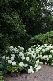 Photo of Lovely garden with blooming hydrangeas and pavement. Landscape design