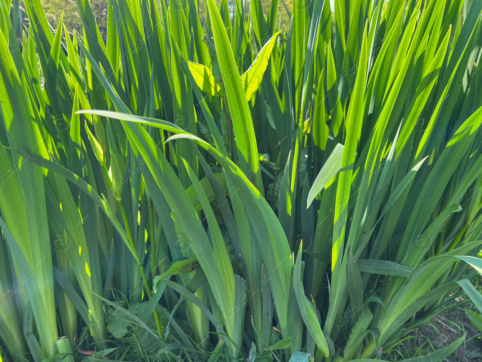 Photo of Beautiful green iris plant growing outdoors on sunny day