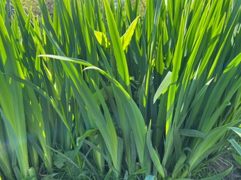 Photo of Beautiful green iris plant growing outdoors on sunny day