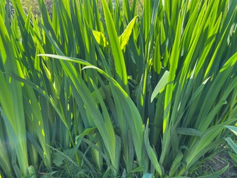 Beautiful green iris plant growing outdoors on sunny day