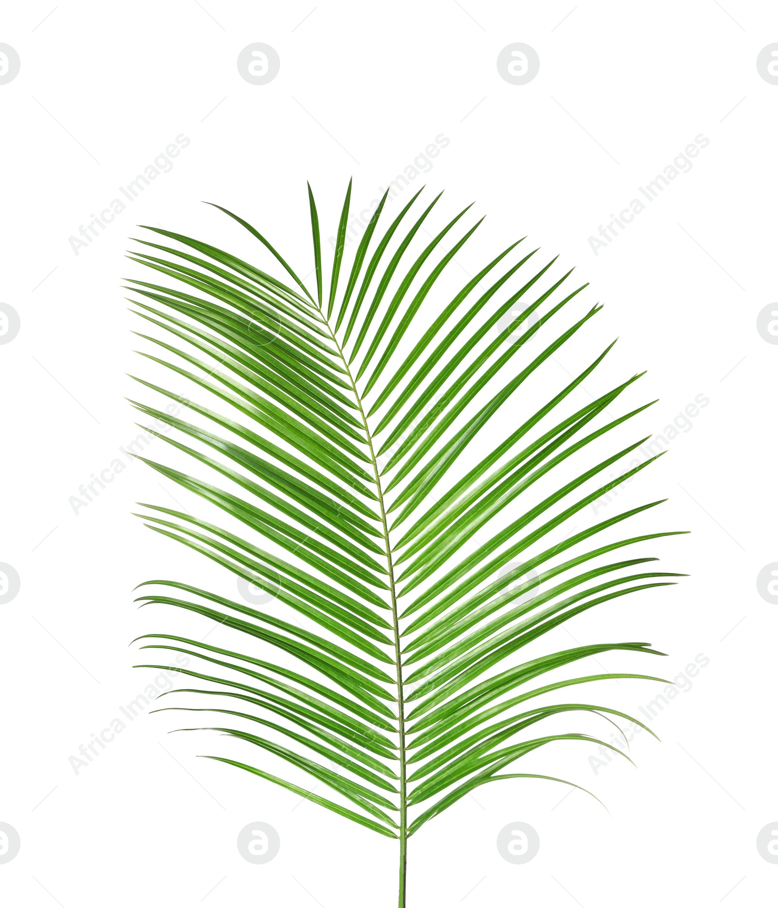 Photo of Beautiful lush tropical leaf isolated on white