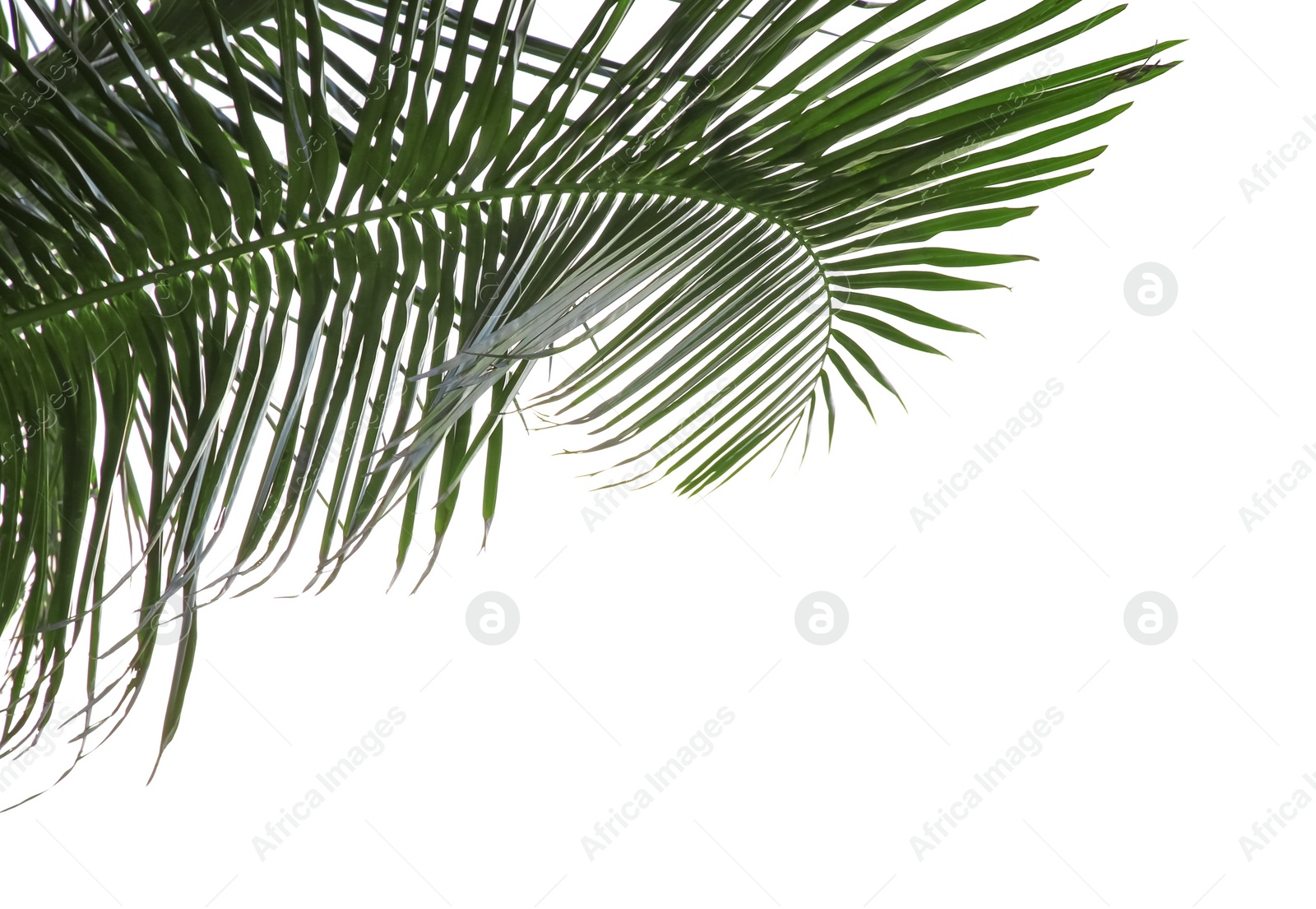 Photo of Beautiful palm leaves against sky. Tropical plant