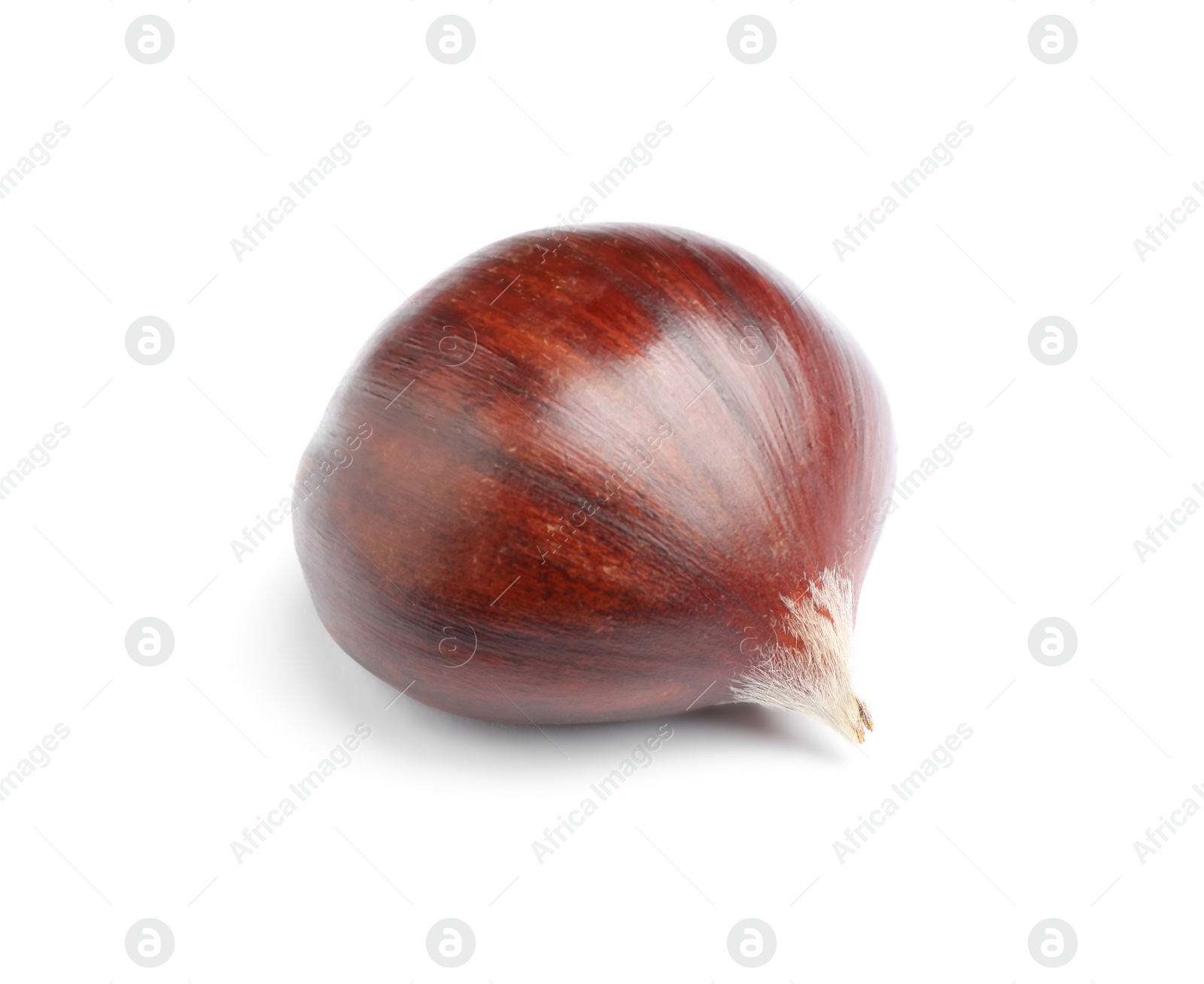 Photo of Fresh sweet edible chestnut isolated on white