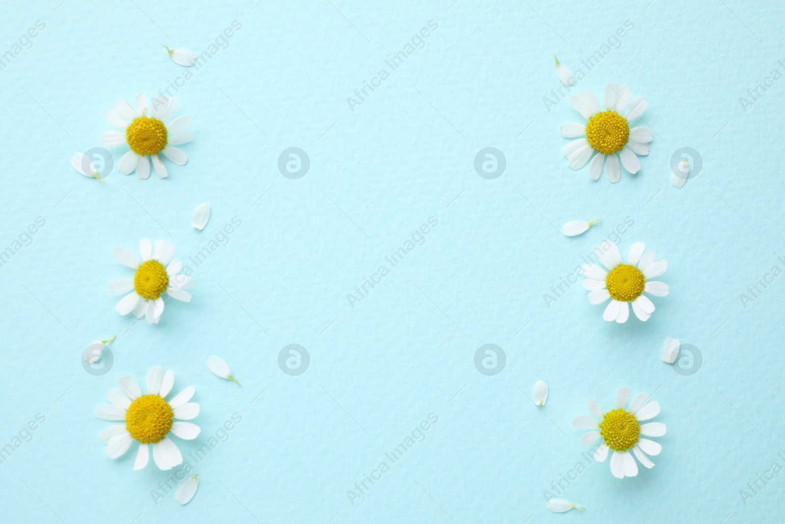 Photo of Beautiful composition with chamomile flowers on light blue background, flat lay. Space for text