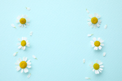 Beautiful composition with chamomile flowers on light blue background, flat lay. Space for text