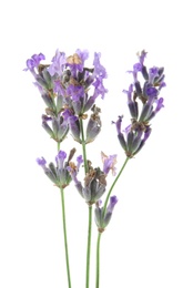 Photo of Beautiful blooming lavender flowers on white background