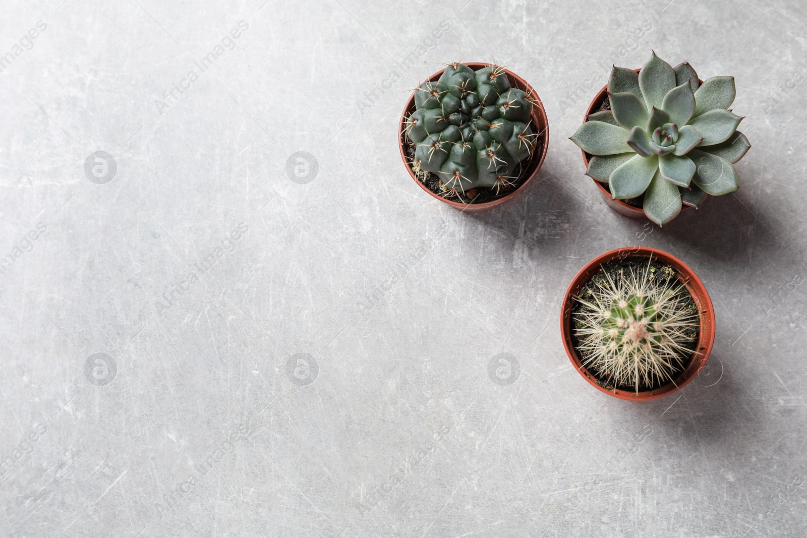 Photo of Flat lay composition with different succulent plants in pots on grey table, space for text. Home decor