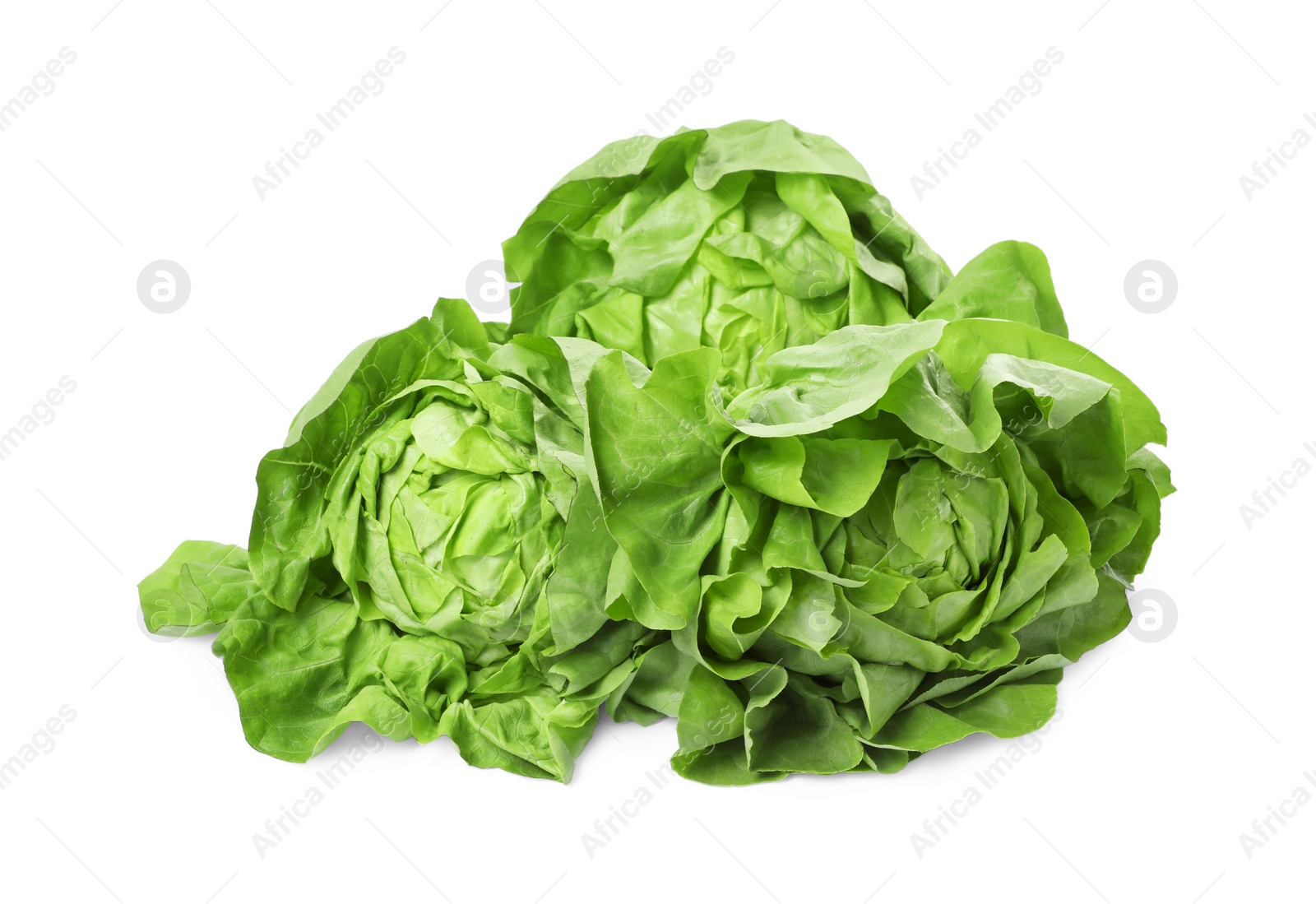 Photo of Fresh green butter lettuce heads isolated on white