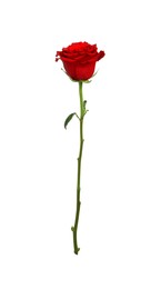 Photo of Beautiful fresh red rose isolated on white