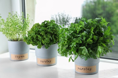 Photo of Seedlings of different aromatic herbs in pots with name labels on white wooden window sill