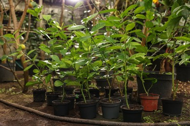 Photo of Many different beautiful potted plants in greenhouse