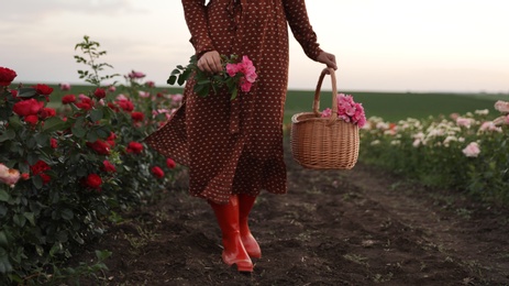 Woman with basket of roses in beautiful blooming field, closeup