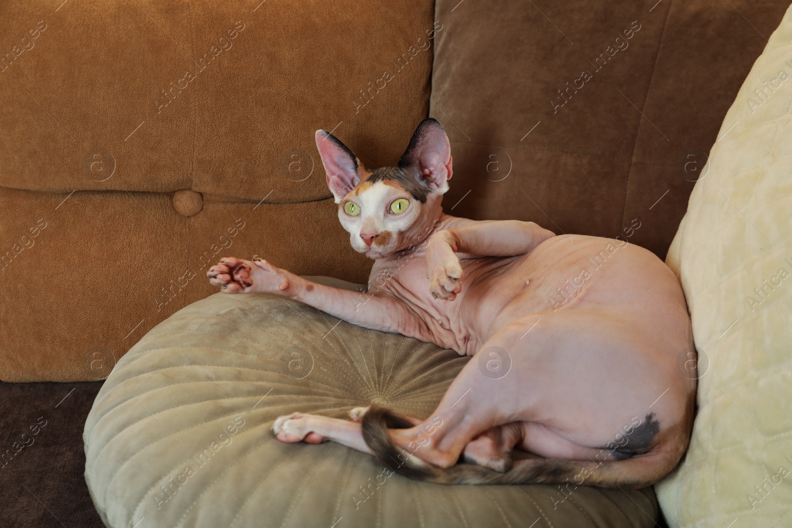 Photo of Adorable Sphynx cat lying on pillow indoors. Cute pet