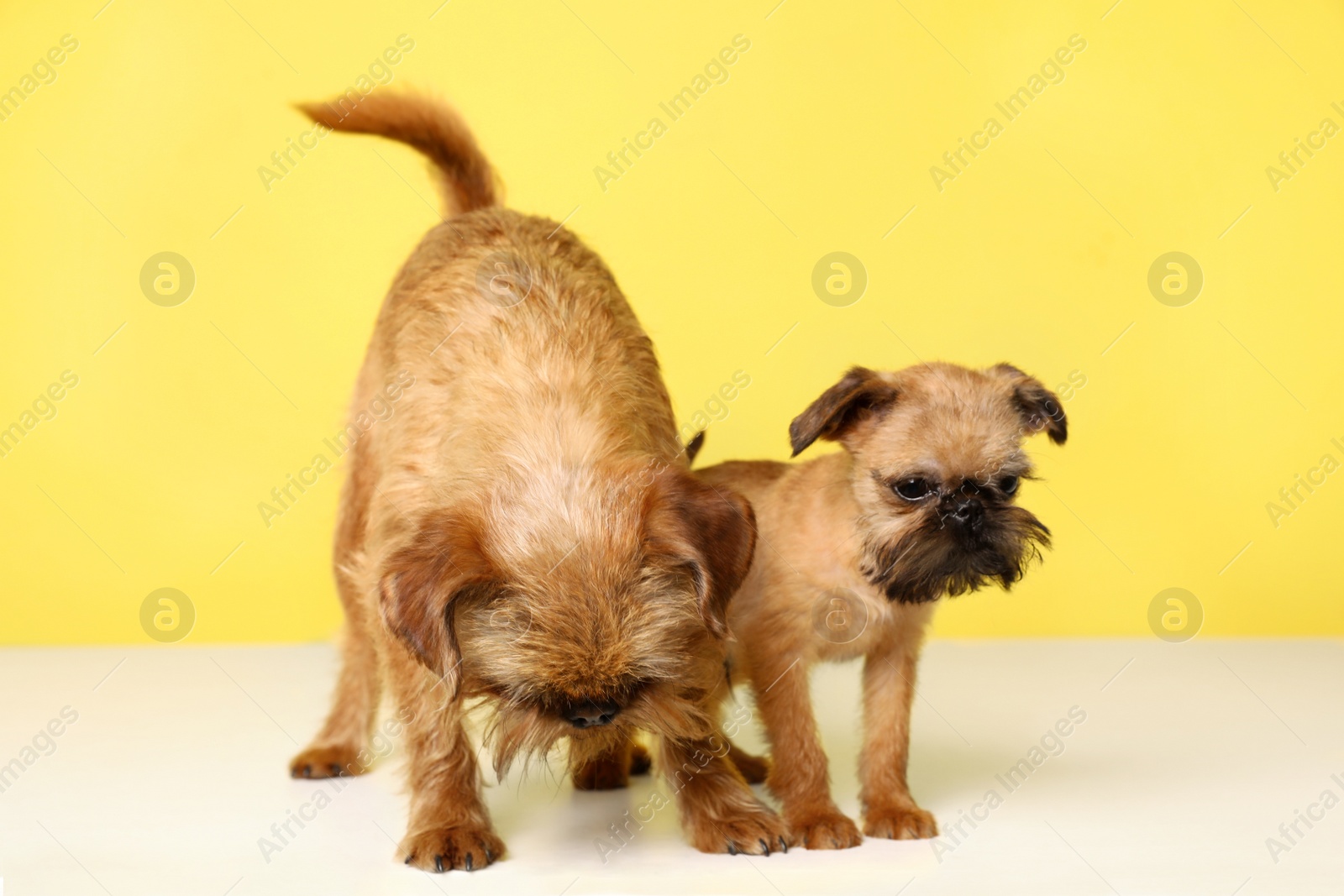 Photo of Studio portrait of funny Brussels Griffon dogs on color background