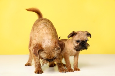 Studio portrait of funny Brussels Griffon dogs on color background