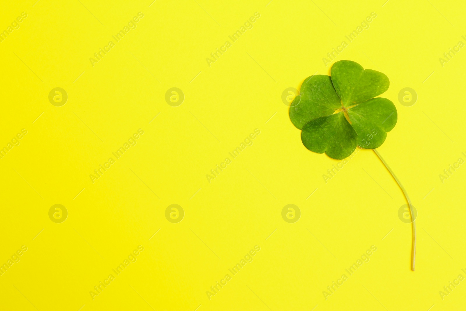 Photo of Beautiful green four leaf clover on yellow background, top view. Space for text