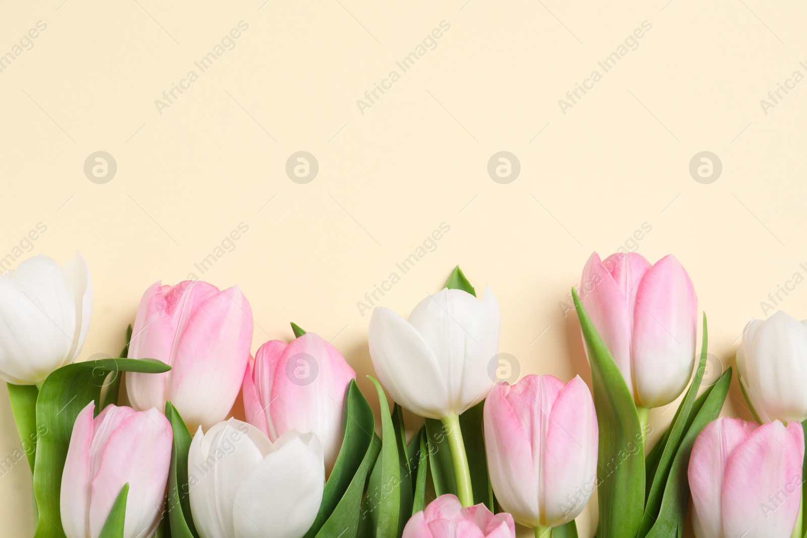 Photo of Beautiful pink spring tulips on beige background, flat lay. Space for text