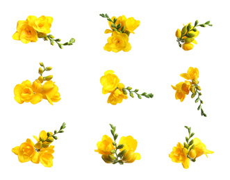 Image of Set of yellow freesia flowers on white background