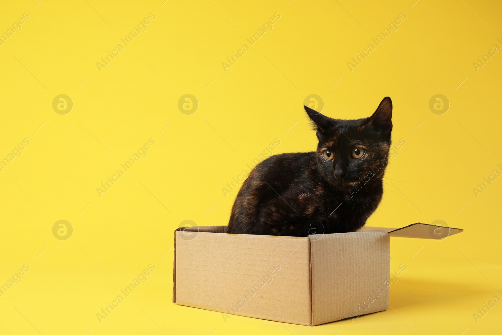 Photo of Cute black cat sitting in cardboard box on yellow background