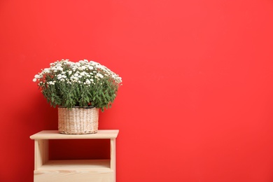 Pot with beautiful chrysanthemum flowers on wooden cabinet against red background. Space for text