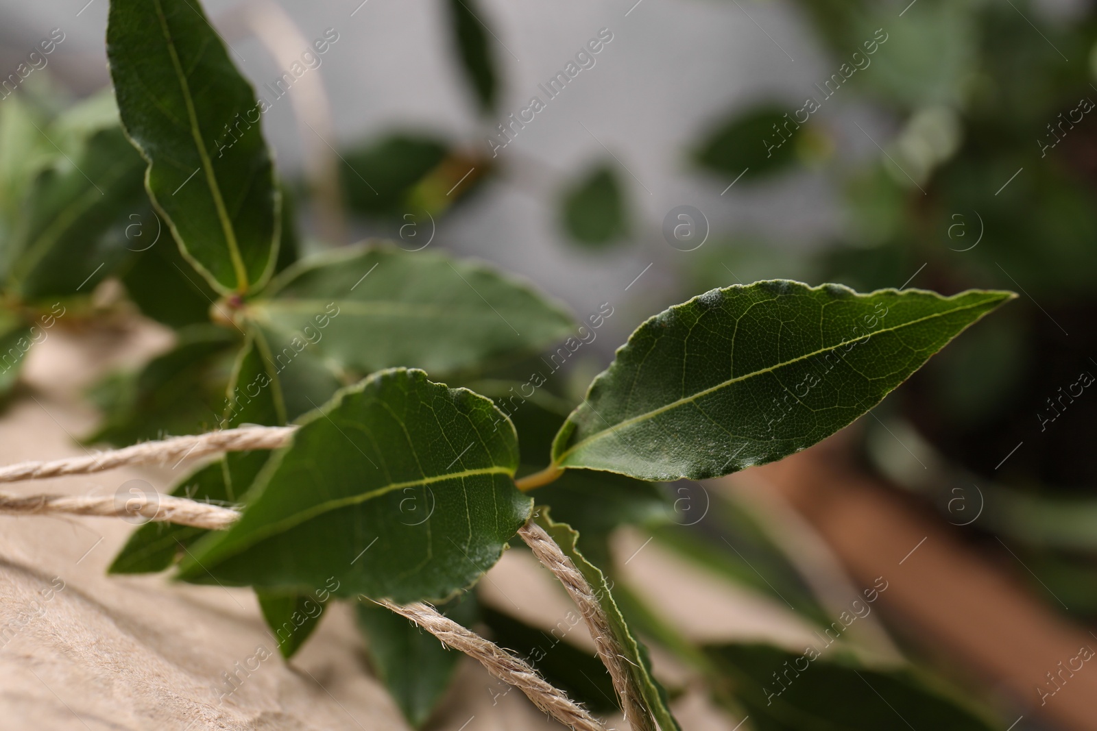 Photo of Branch of fresh green bay leaves on blurred background, closeup