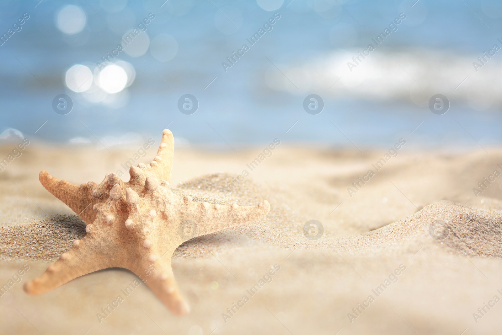 Image of Starfish on sandy beach near sea, space for text