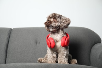 Photo of Cute Maltipoo dog with headphones on sofa indoors. Lovely pet