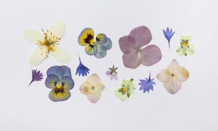 Photo of Wild dried meadow flowers on white background, top view