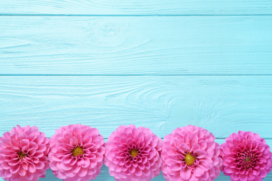 Photo of Beautiful pink dahlia flowers and space for design on turquoise wooden background, flat lay