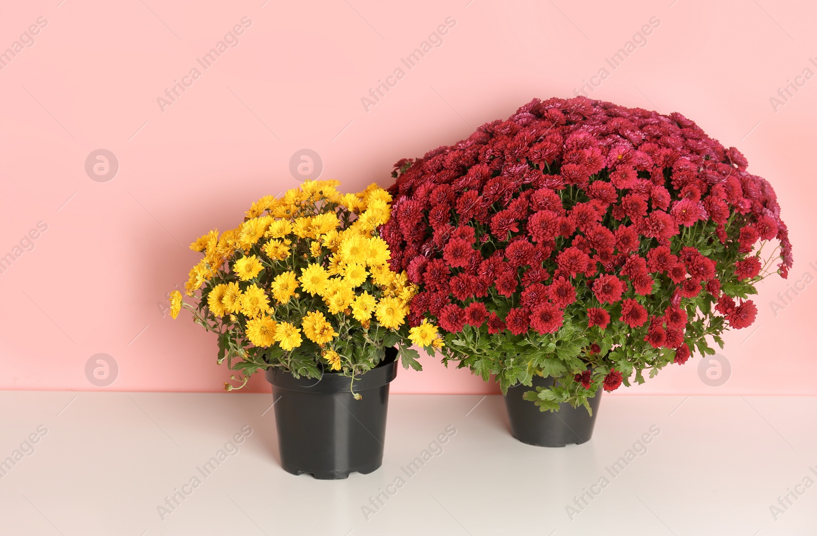 Photo of Beautiful potted chrysanthemum flowers on table against color background