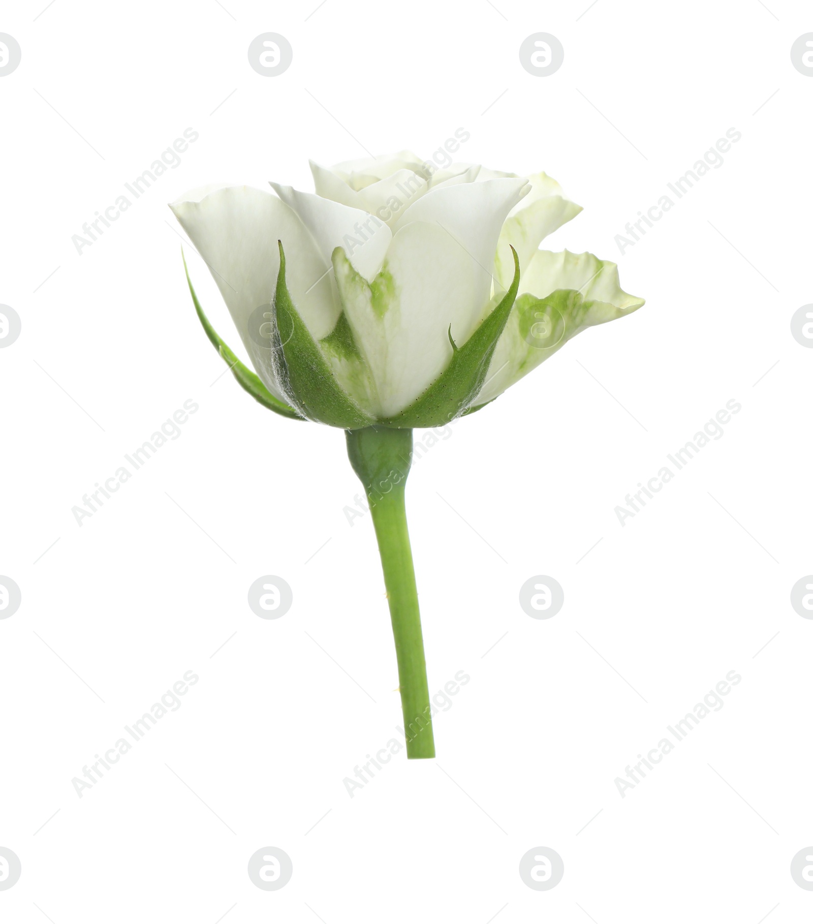 Photo of Beautiful rose with tender petals isolated on white