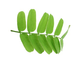 Tamarind branch with green leaves on white background