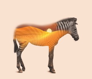 Image of Double exposure of striped zebra and sandy desert