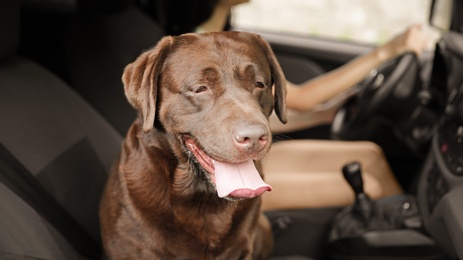 Funny Chocolate Labrador Retriever dog and young woman in modern car