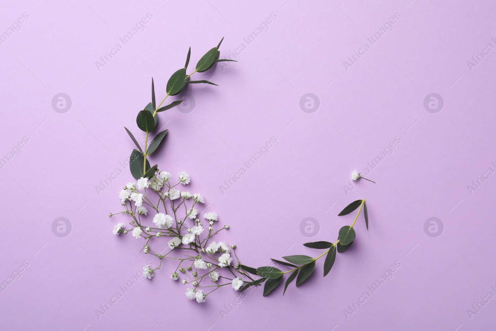 Photo of Beautiful gypsophila flowers and eucalyptus branches on violet background, flat lay. Space for text