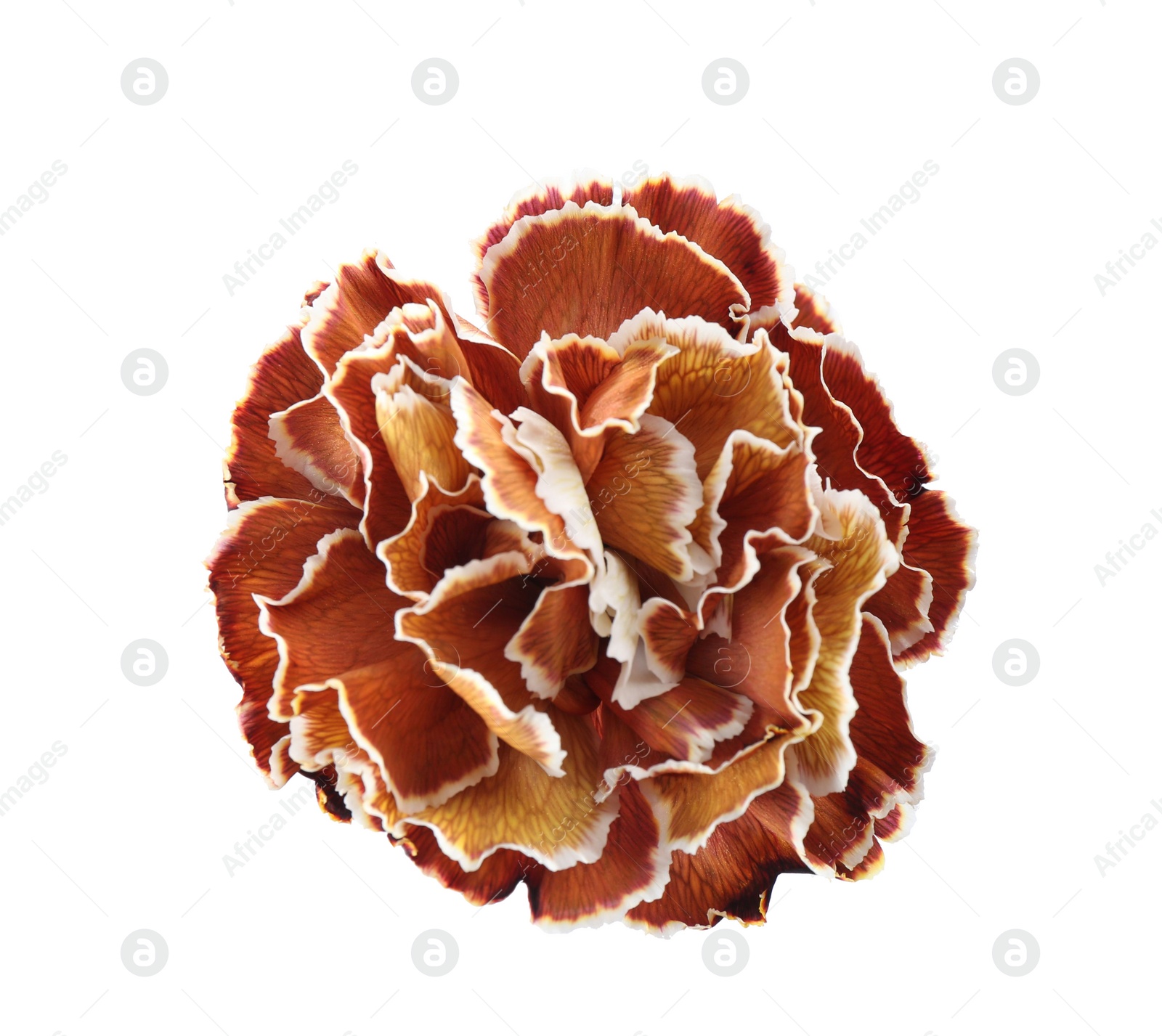 Photo of Beautiful fresh carnation flower on white background